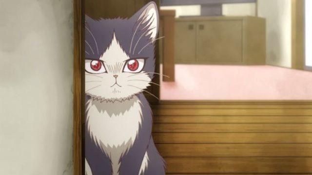 不器用な青年と猫を描くアニメ『ひざうえ』PV解禁！さらに日本一人気の猫・すずめちゃんがニャレーション担当に